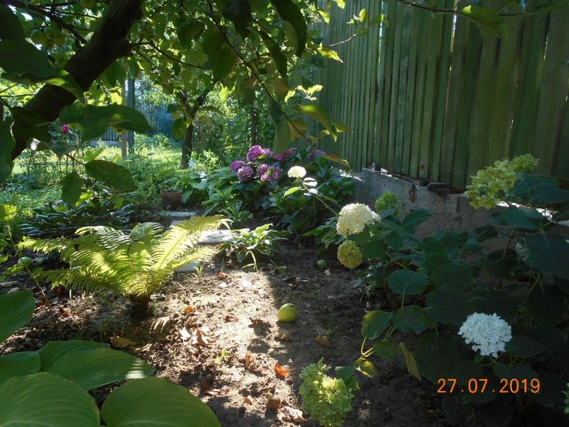  - 2Azalee-rhododendroni-hortensii-hoste 2019