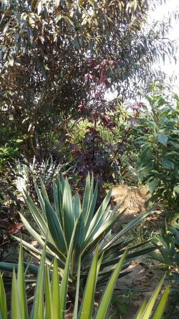  - curtea cu toate cele 2019