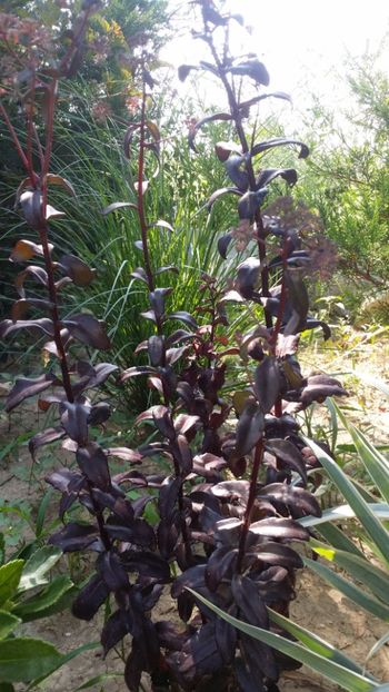  - curtea cu toate cele 2019