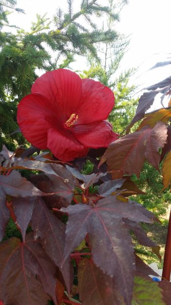  - curtea cu toate cele 2019