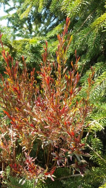  - curtea cu toate cele 2019