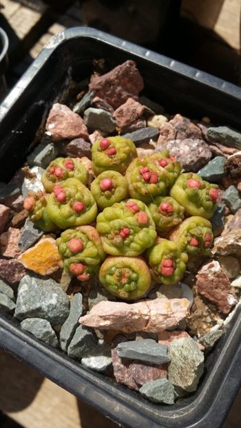  - cactusi 2019