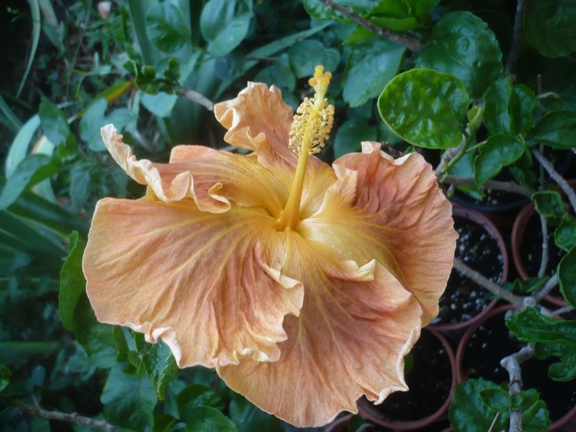 27.07.2019 - HIBISCUSI 2019-2