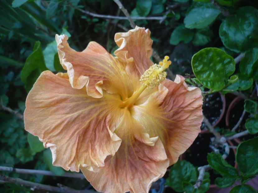 P1420288 - HIBISCUSI 2019-2