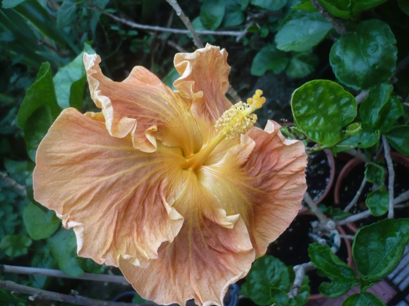 P1420289 - HIBISCUSI 2019-2