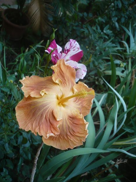 P1420290 - HIBISCUSI 2019-2