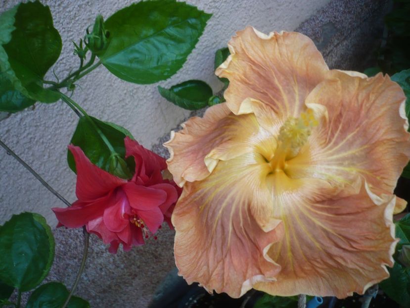 P1420291 - HIBISCUSI 2019-2