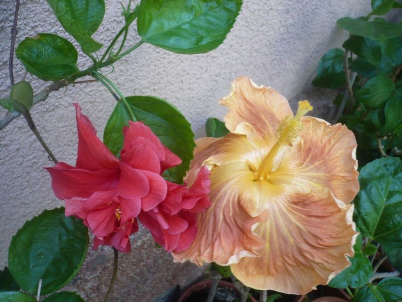 P1420292 - HIBISCUSI 2019-2