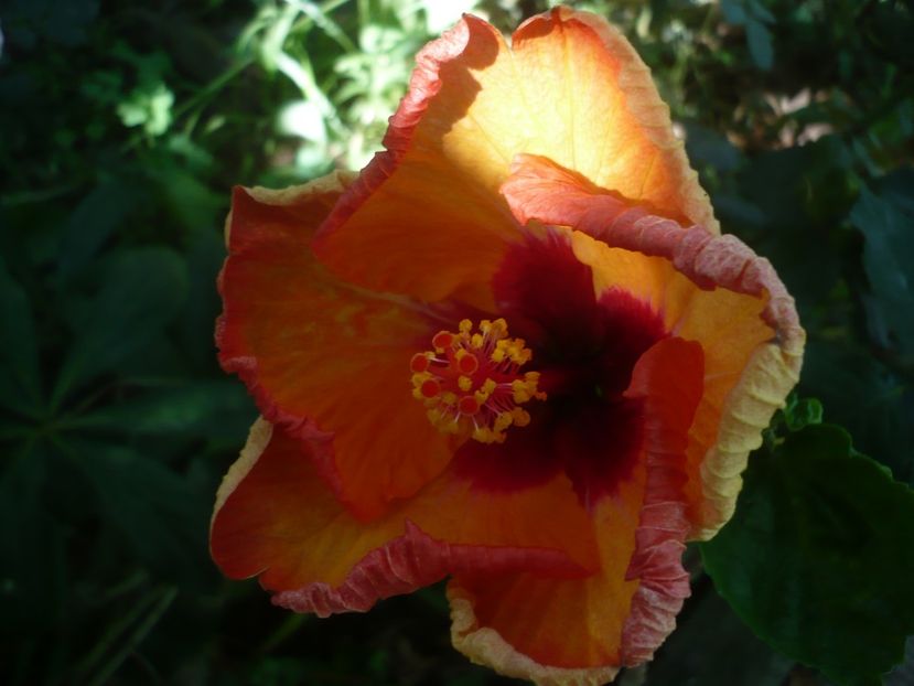 P1420293 - HIBISCUSI 2019-2