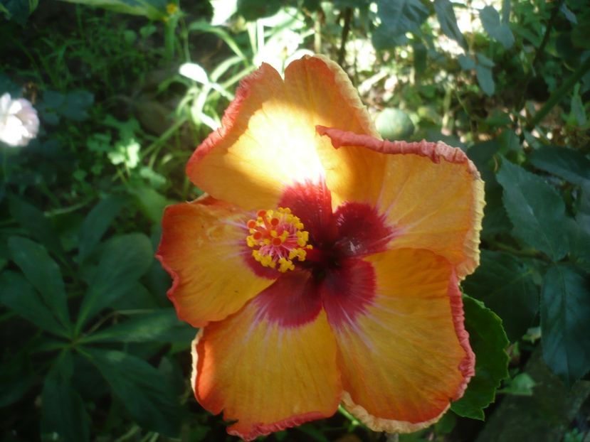 P1420294 - HIBISCUSI 2019-2