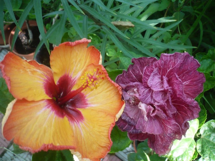 P1420295 - HIBISCUSI 2019-2