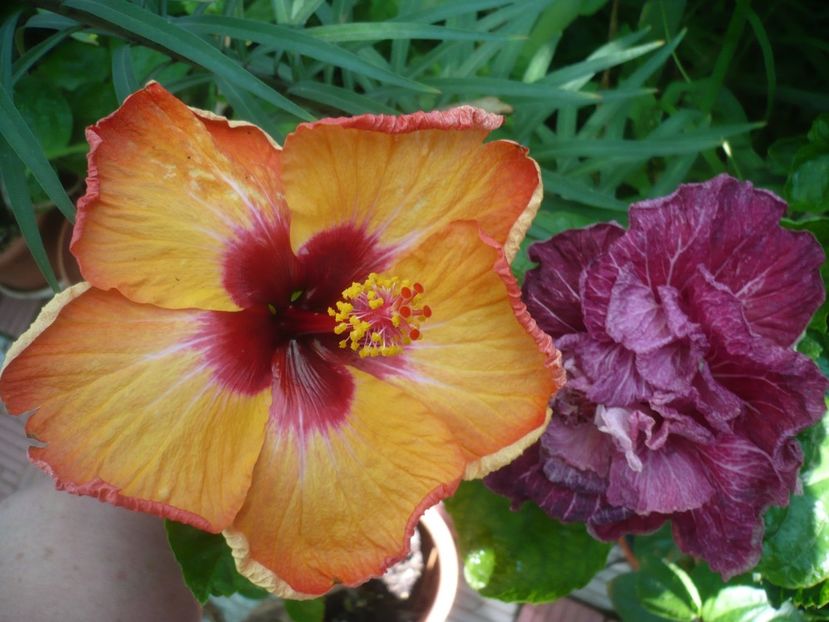 P1420296 - HIBISCUSI 2019-2