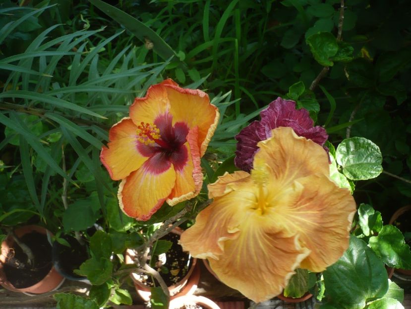 P1420297 - HIBISCUSI 2019-2