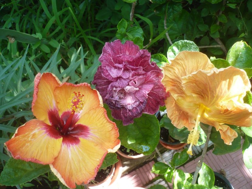P1420298 - HIBISCUSI 2019-2
