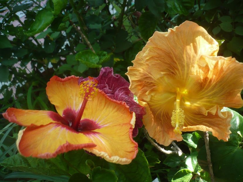 P1420301 - HIBISCUSI 2019-2