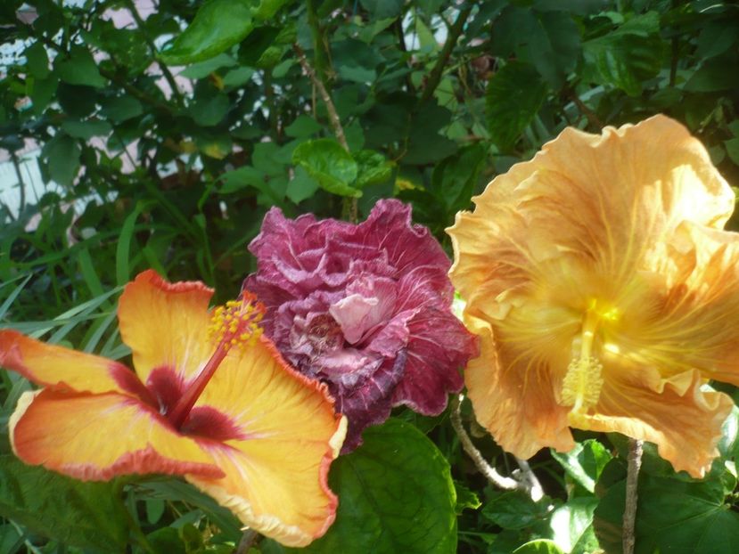 P1420302 - HIBISCUSI 2019-2