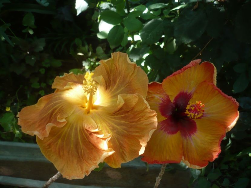 P1420303 - HIBISCUSI 2019-2