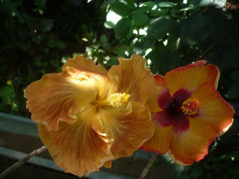 P1420304 - HIBISCUSI 2019-2