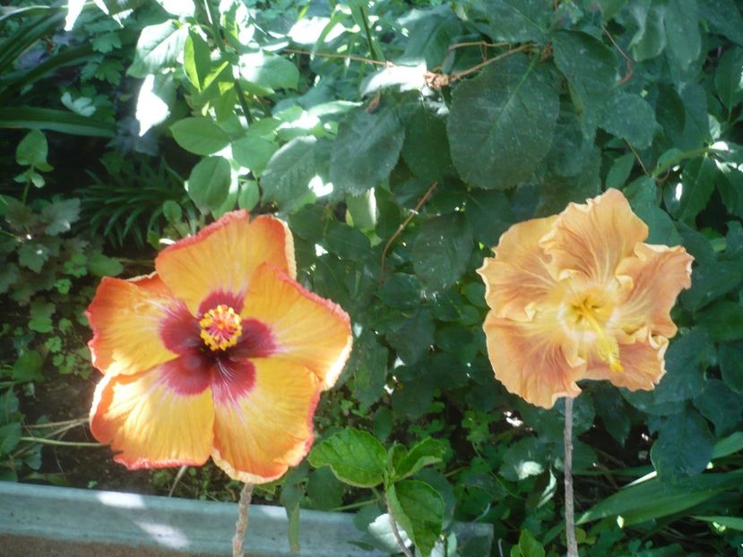 P1420305 - HIBISCUSI 2019-2