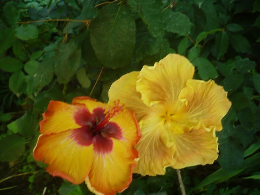P1420306 - HIBISCUSI 2019-2