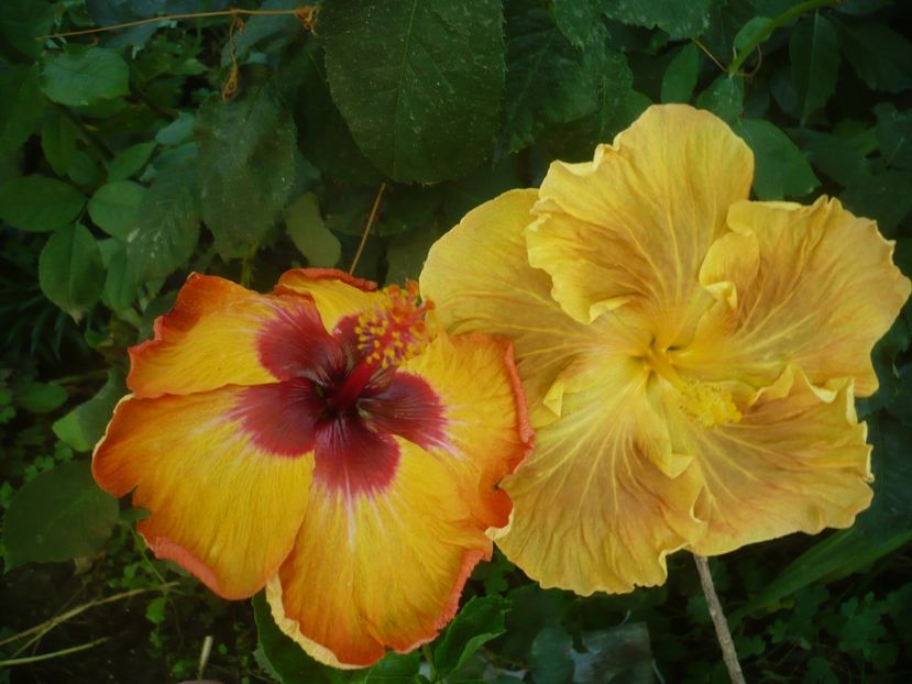 P1420307 - HIBISCUSI 2019-2