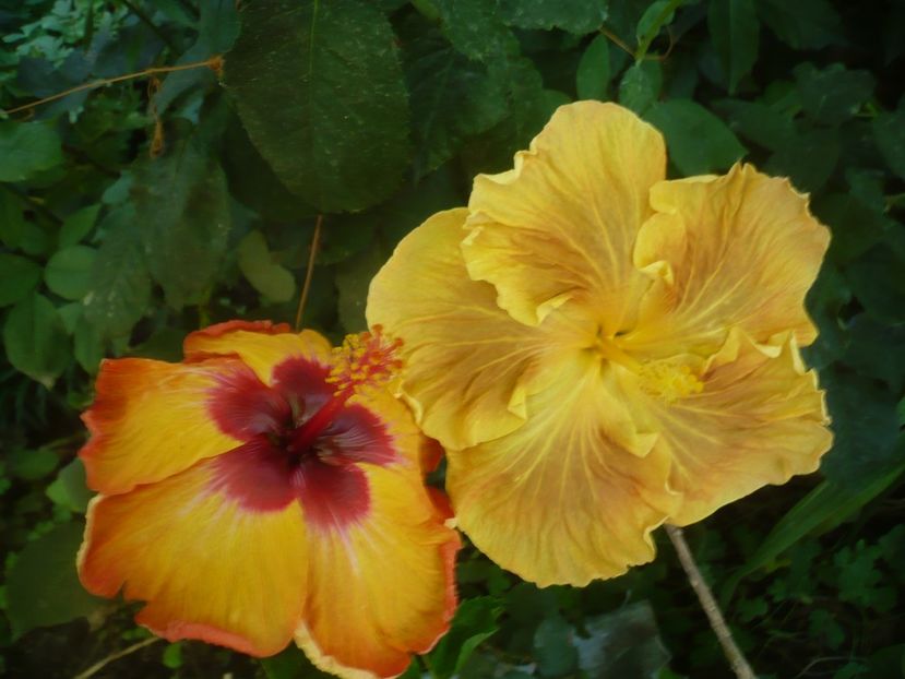 P1420308 - HIBISCUSI 2019-2