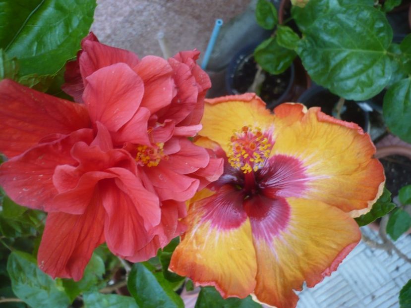 P1420309 - HIBISCUSI 2019-2