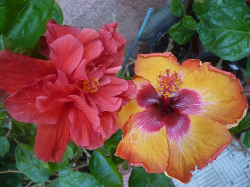 P1420310 - HIBISCUSI 2019-2