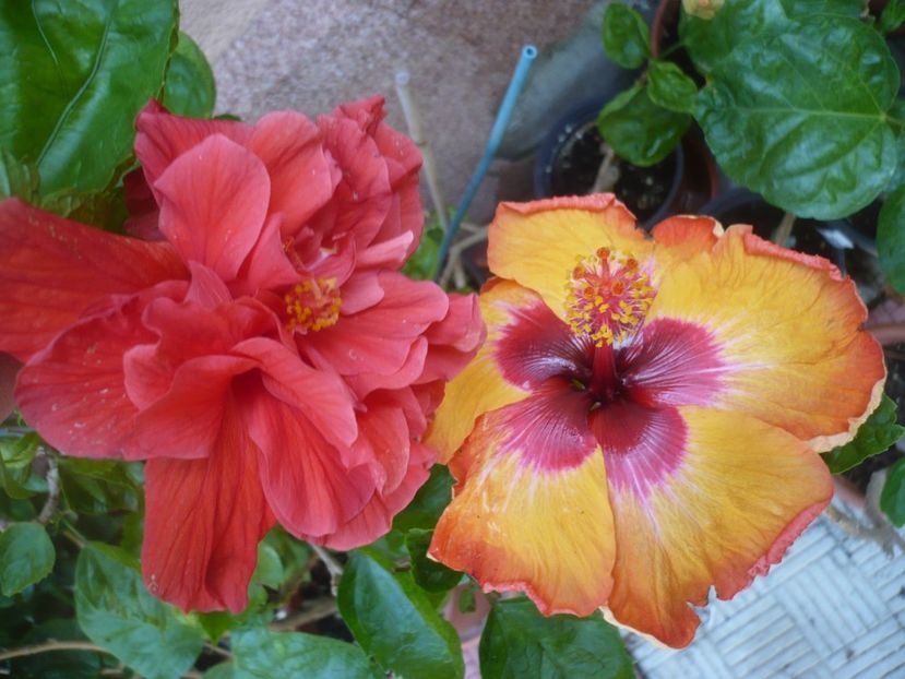 P1420311 - HIBISCUSI 2019-2