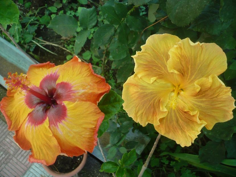 P1420312 - HIBISCUSI 2019-2