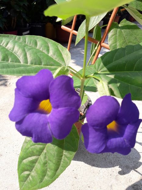  - Talmeș balmeș 2019