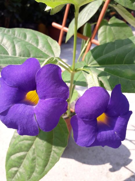  - Talmeș balmeș 2019