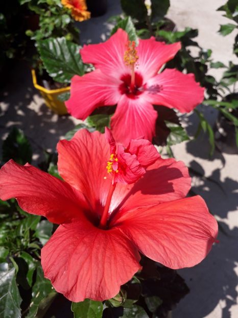  - Talmeș balmeș 2019