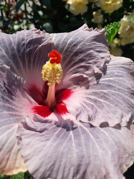  - Talmeș balmeș 2019