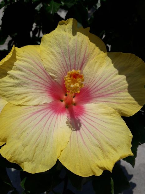  - Talmeș balmeș 2019