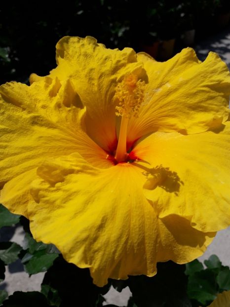  - Talmeș balmeș 2019