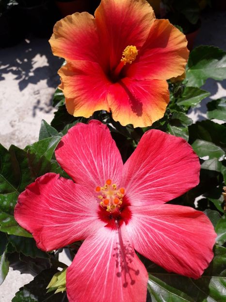  - Talmeș balmeș 2019