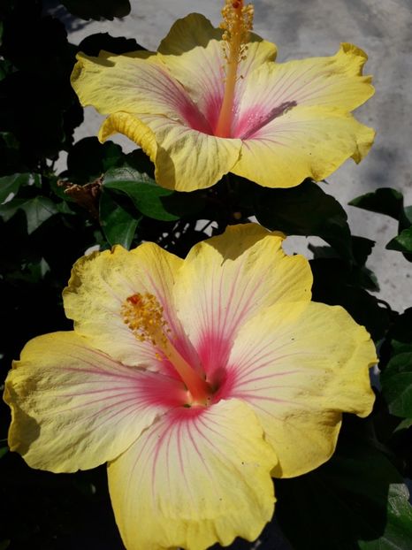  - Talmeș balmeș 2019