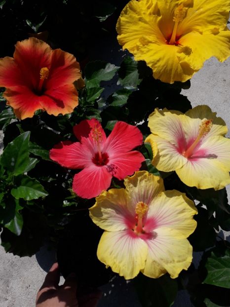  - Talmeș balmeș 2019