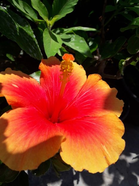  - Talmeș balmeș 2019