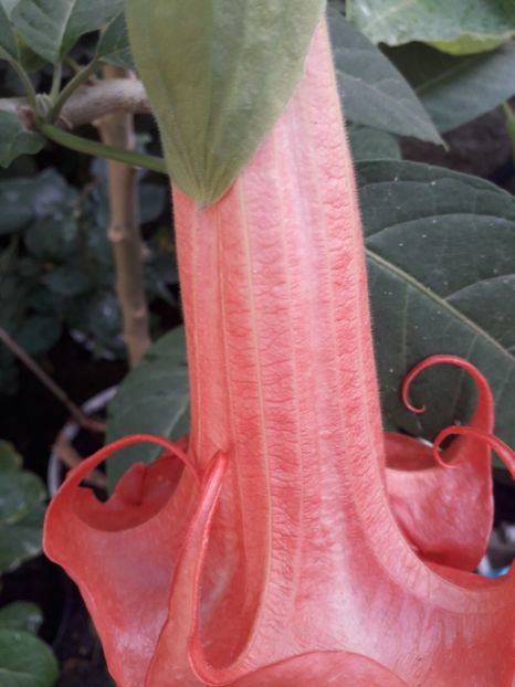  - Talmeș balmeș 2019