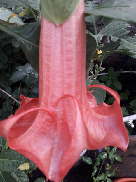  - Talmeș balmeș 2019