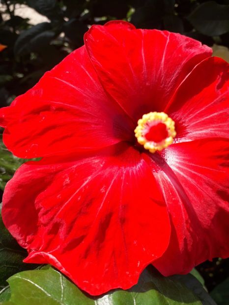  - Talmeș balmeș 2019