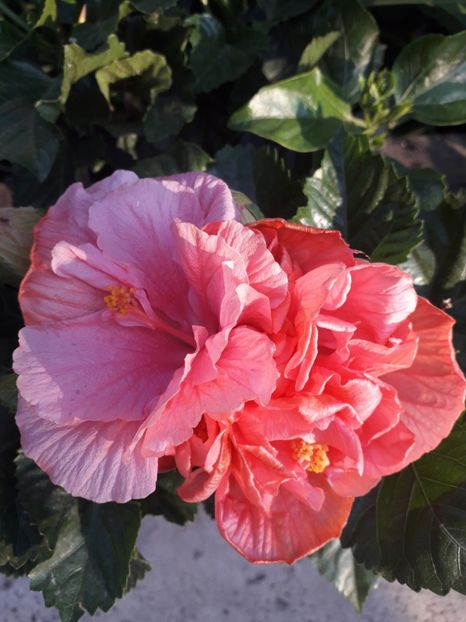  - Talmeș balmeș 2019