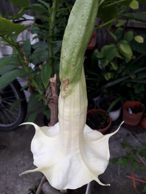  - Talmeș balmeș 2019