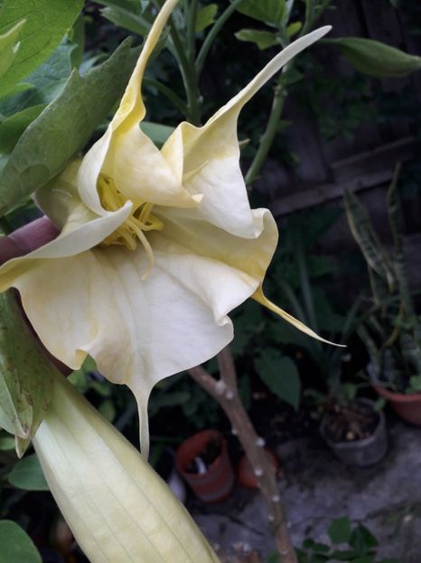  - Talmeș balmeș 2019