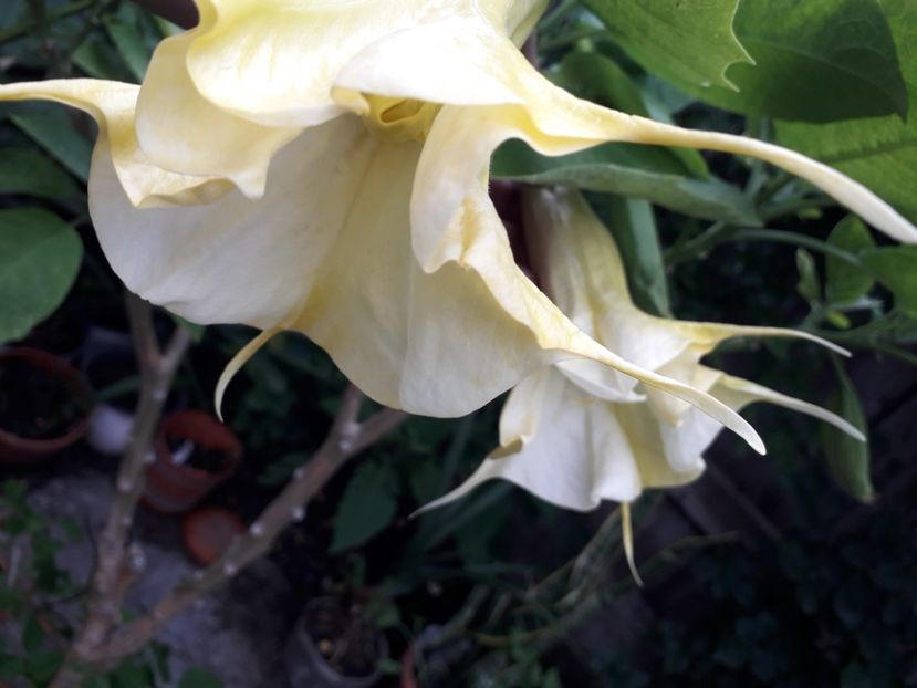  - Talmeș balmeș 2019