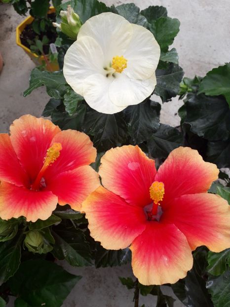  - Talmeș balmeș 2019