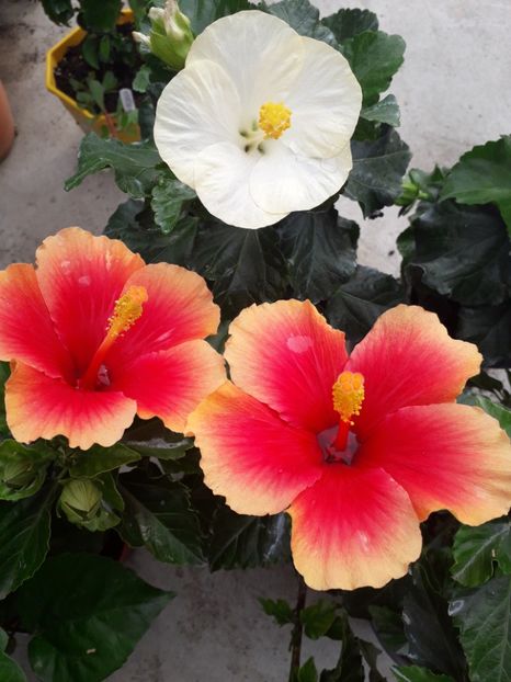  - Talmeș balmeș 2019