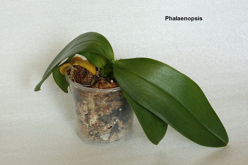 27.07.19 - 2 Transplant phalaenopsis